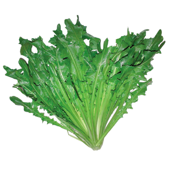 Chicoria