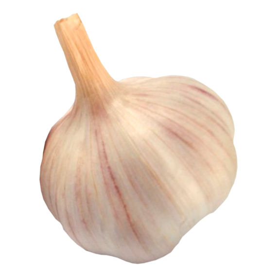 Ajo Italiano
