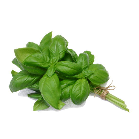 Albahaca Normal