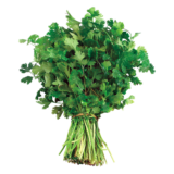 Cilantro Agromelado