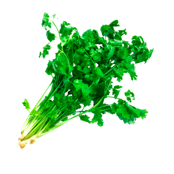 Cilantro Mx