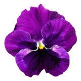 Flores De Pensamiento