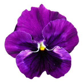 Flores De Pensamiento