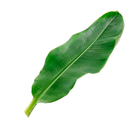 Hoja De Platano