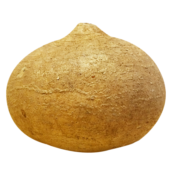 Jicama Grande