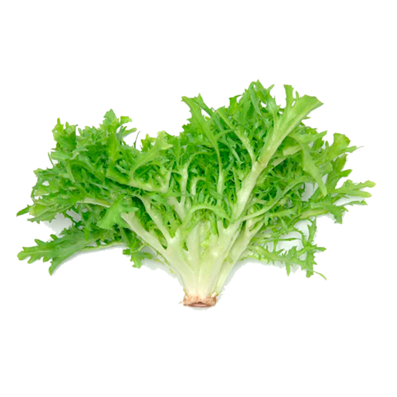 Lechuga Escarola