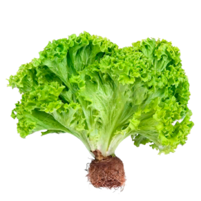 Lechuga Hidroponica (Francesa , Italiana)