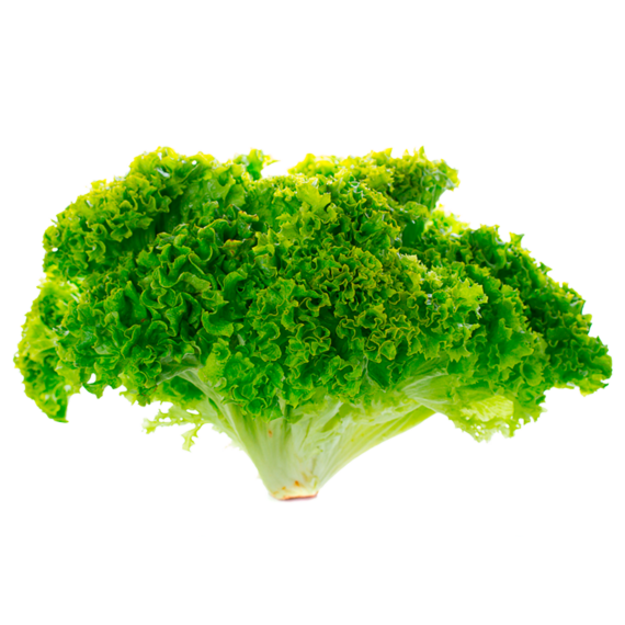 Lechuga Hidroponica De 3pza Italiana Americana