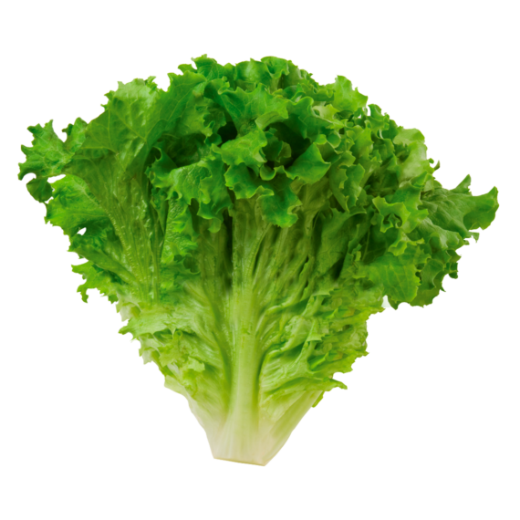 Lechuga Italiana