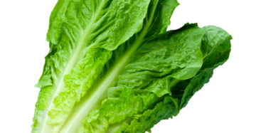 Lechuga Larga (Oregona) Americana