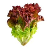 Lechuga Sangria