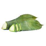 Penca De Maguey