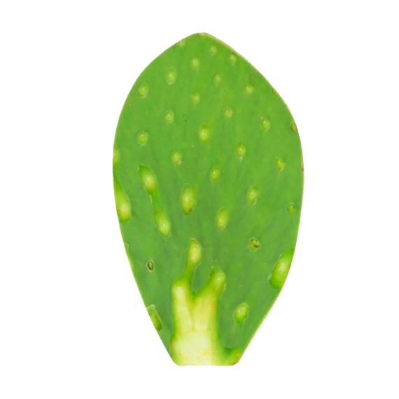 Nopal Limpio