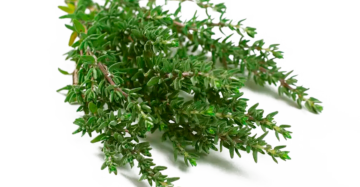 Tomillo Fresco