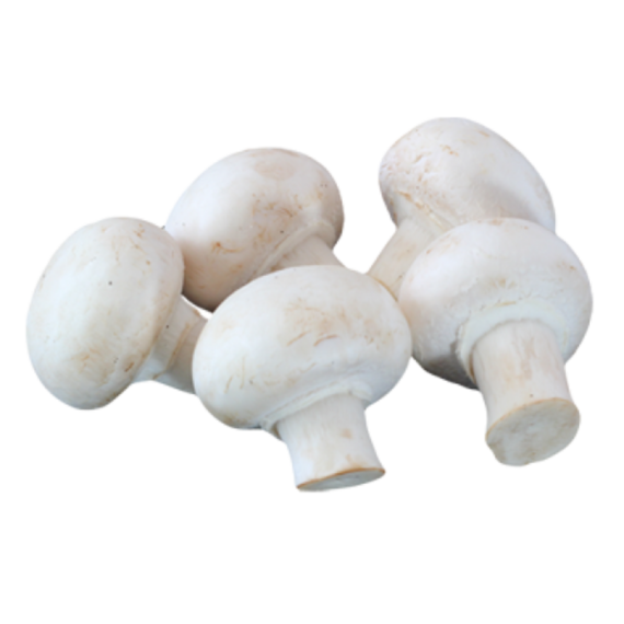 Champiñon Normal
