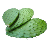 Nopal Con Espina