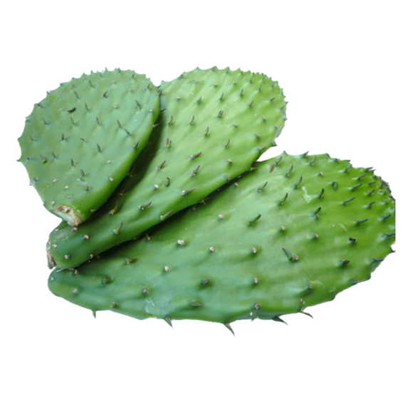 Nopal Con Espina